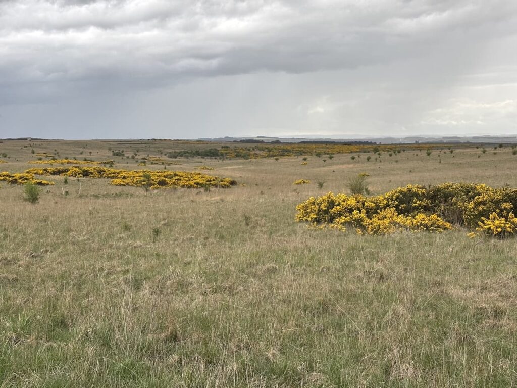 Great Bustards on the Ranges