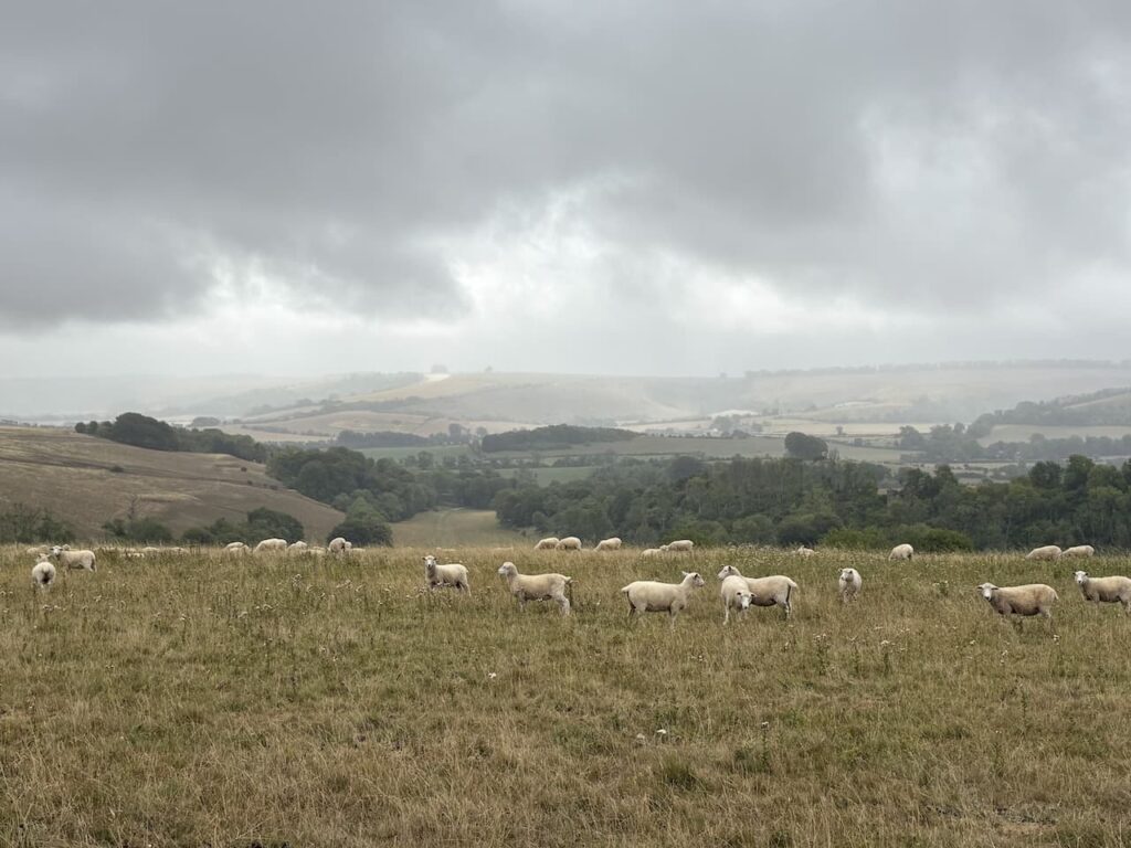 Old Shaftesbury Drove to Berwick St John